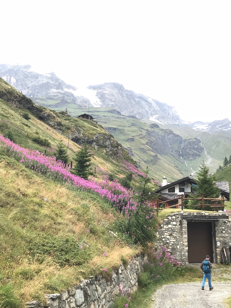 The lovely alpine flowers were around us all the way in our hike. A trekking day with the family in Cervinia.  