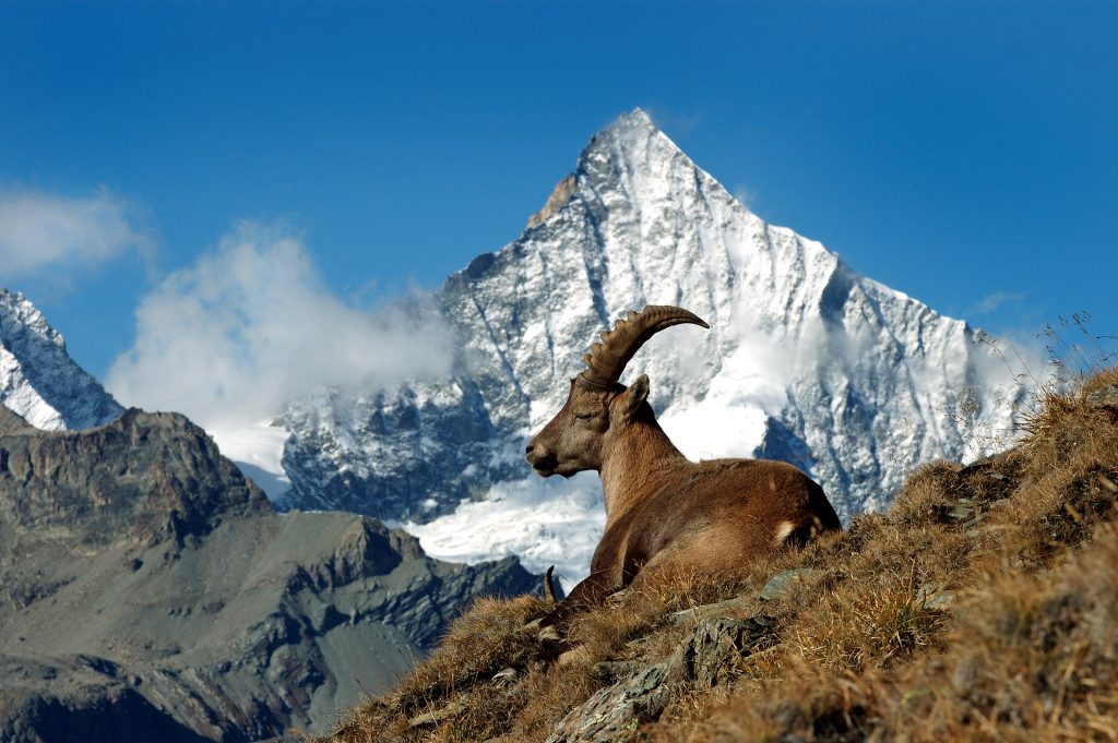 Matterhorn with an imposing ram in front of it. Photo Leander Wenger. Zermatt Tourism Office. Stream bursts banks and floods Zermatt.