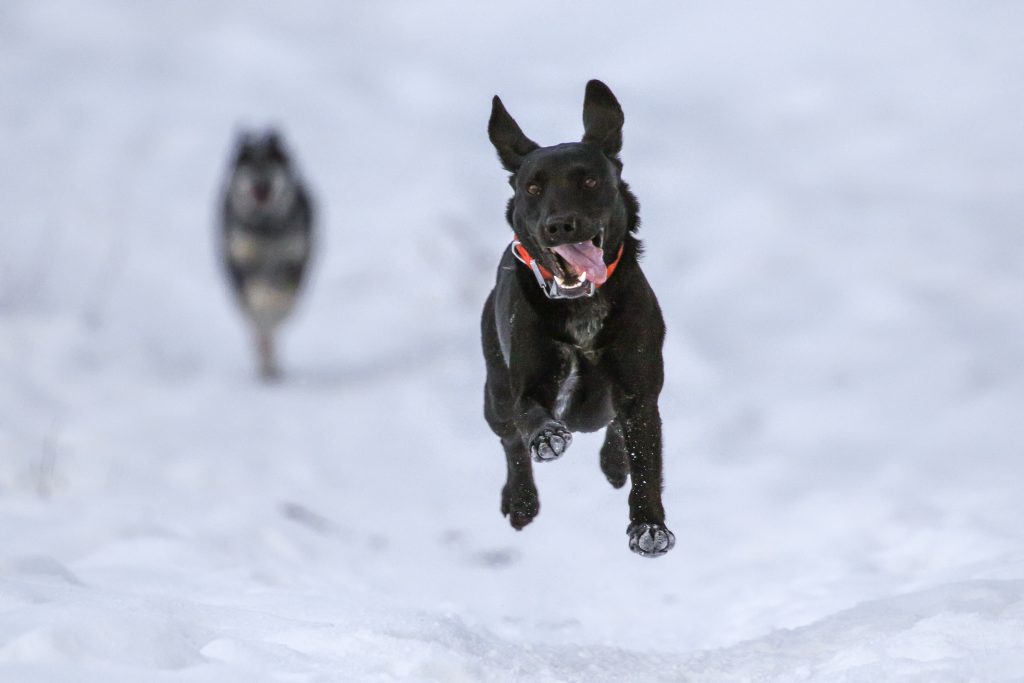 Dogs are running through the snow- Photo Patrick Hendry. Unsplash. Brexit: UK travellers to EU face end of free roaming and pet travel from 2021