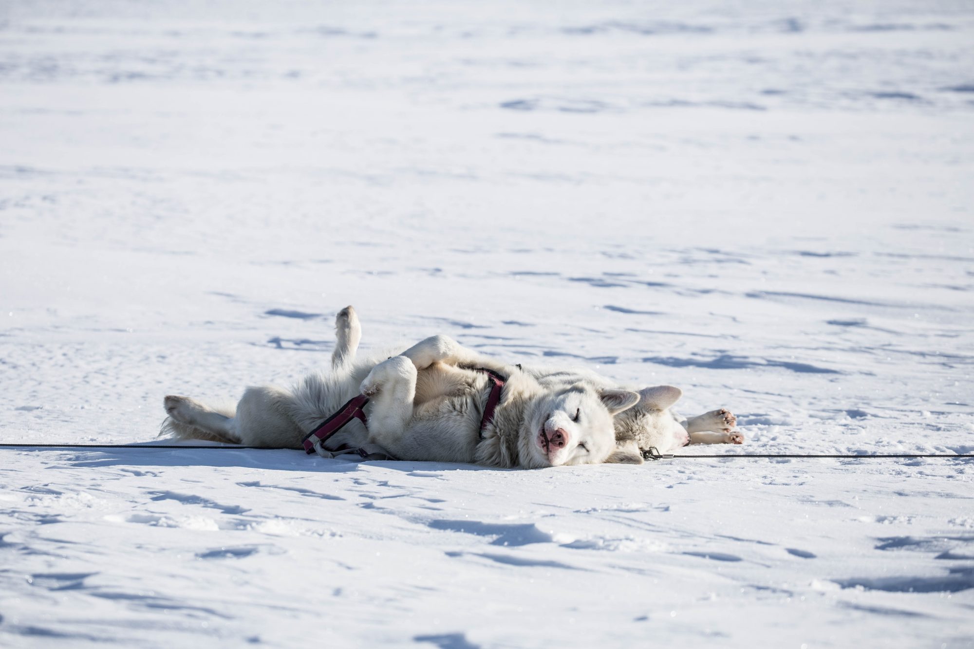 What a life! Dogs are enjoying the snow laying in the sun! Photo James Padolsey- Unsplash. Pet travel scheme update, DEFRA, Eurotunnel. 