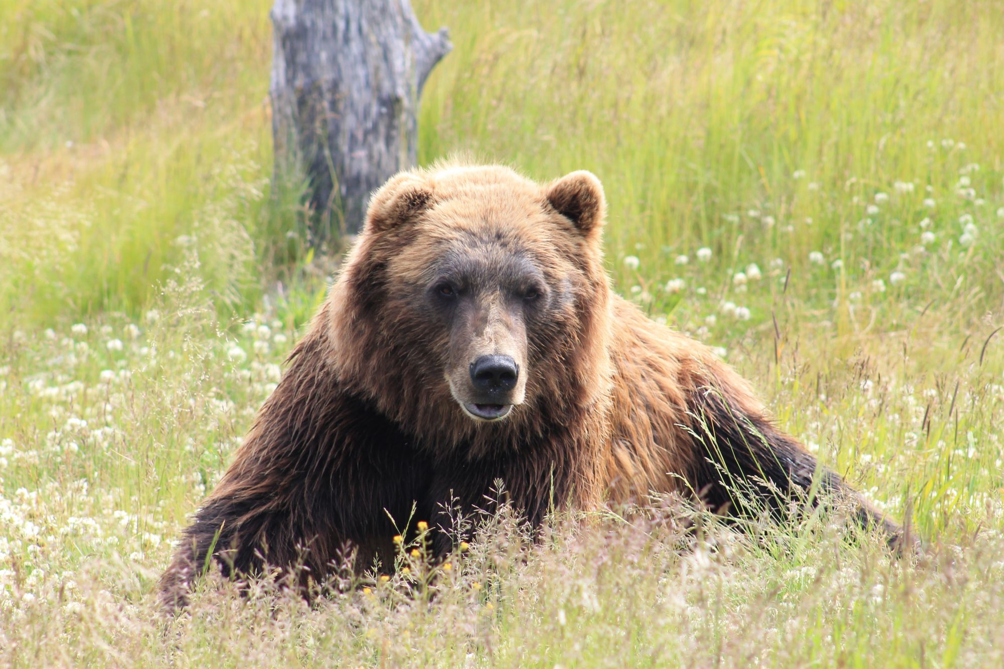 Aggressive bear bites hiker near Aspen; victim OK. Photo: Elizabeth Meyers. Unsplash.