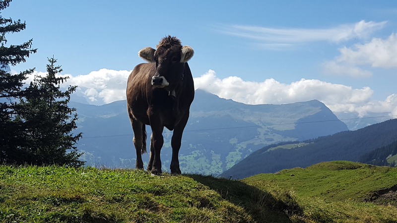 You can have interesting encounters on route.A Hike for your Bucket List: The Via Alpina crosses 14 of the most beautiful Alpine Passes in Switzerland. 