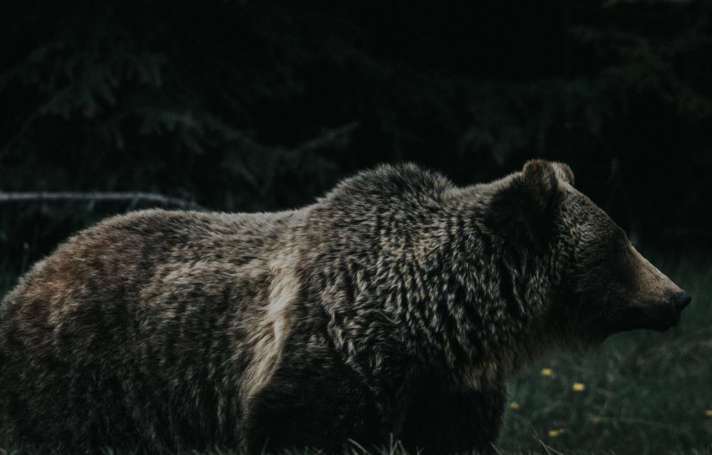 Aggressive bear bites hiker near Aspen; victim OK. Photo: Jeremy Vessey Unsplash.