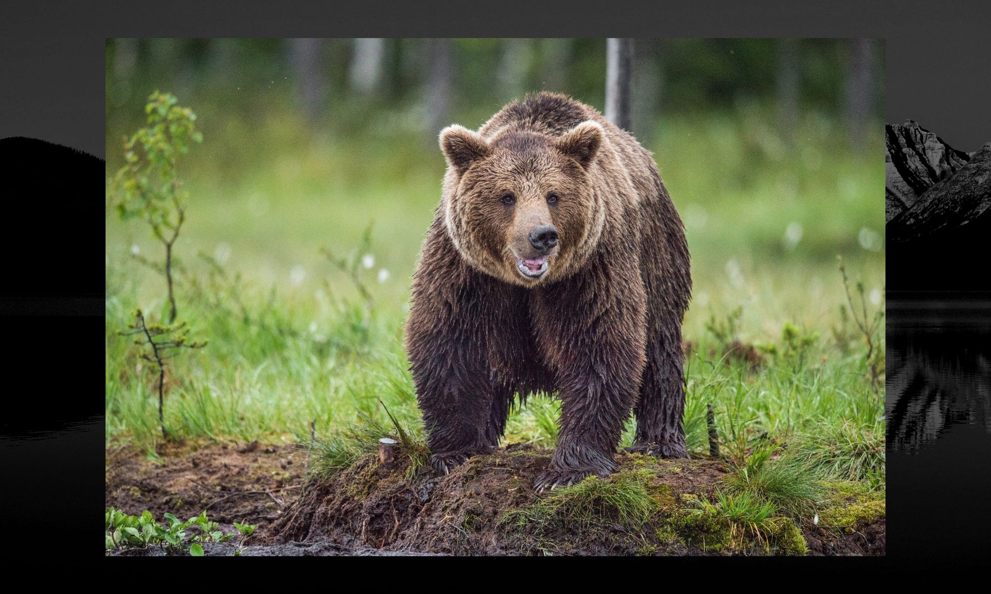 The M49 bear got away from its electrified holding pen. Italians cheer on wild bear's 'Great Escape.'