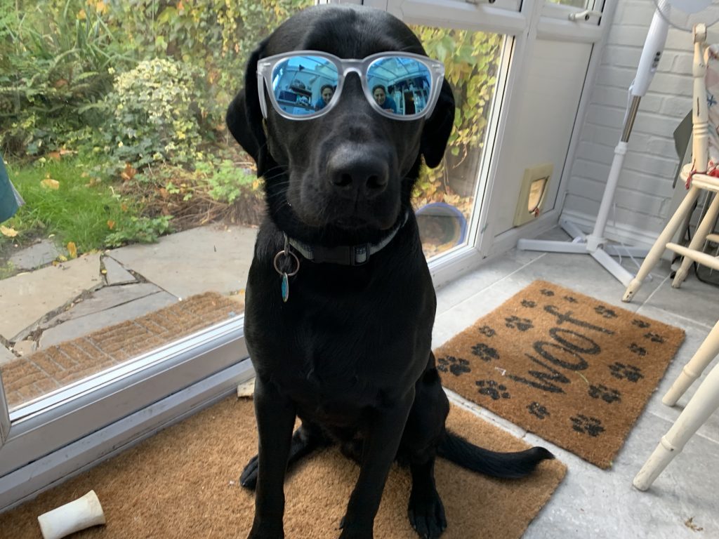 My pooch with the TOYSHADES Corbs. Looking good!