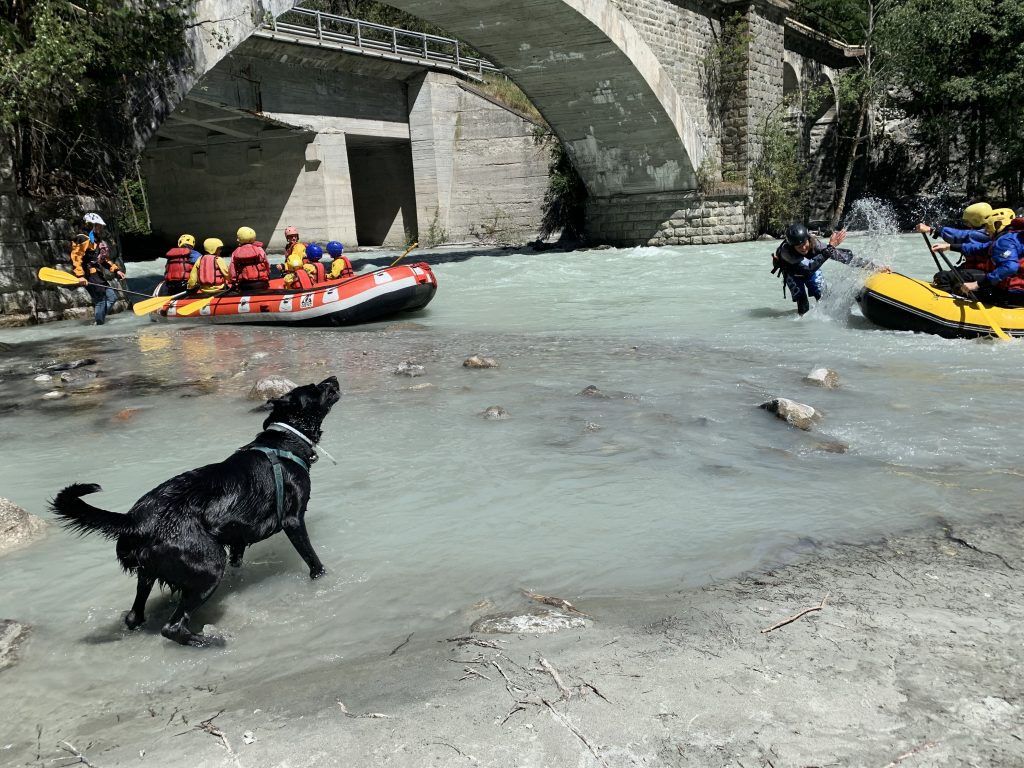 Travelling into Europe with your pet post-Brexit. Ozzy on the Dora Baltea taking a dip next to some rafters.