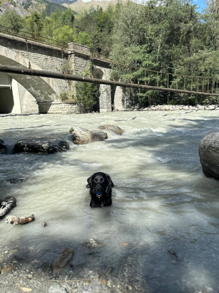 Ozzy loves the water of the Dora Baltea. Your dog can go to this safe spot by walking sentiero 8 all the way until the last bridge, before starting to go up. It has some natural rock pools, where your dog can have a dip! Photo: The-Ski-Guru